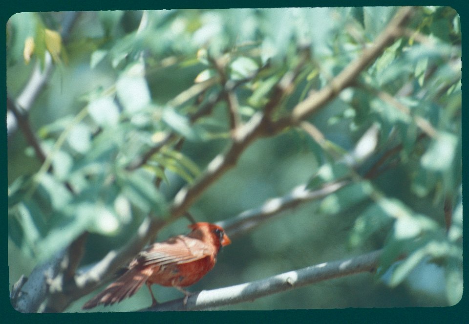 Cardinal 1984 male